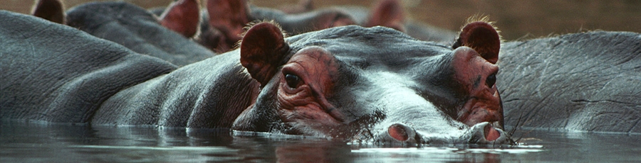 HiPPOs