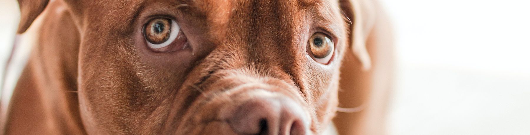 What the Dog Saw