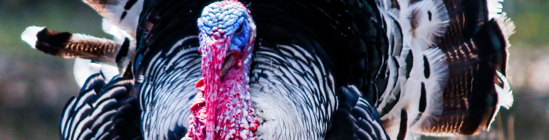 Turkeys won’t vote for Christmas