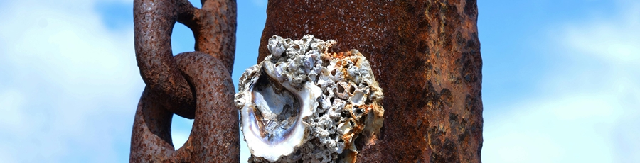 Barnacle, Billow or Barnard’s Star